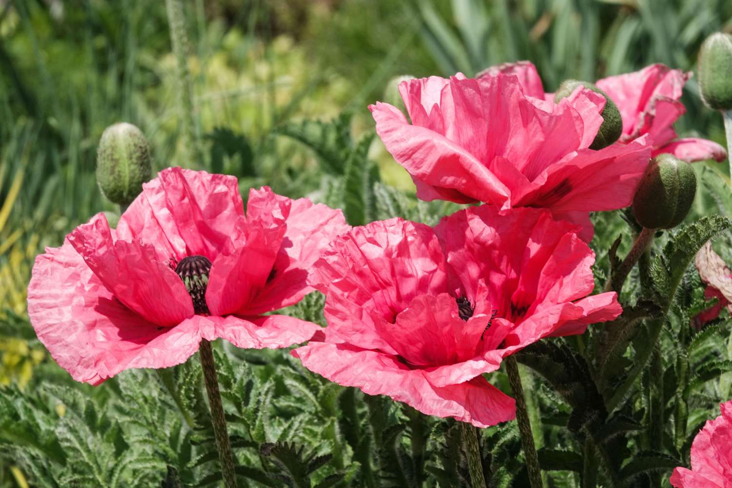 Orientalsk valmue 'Watermelon'